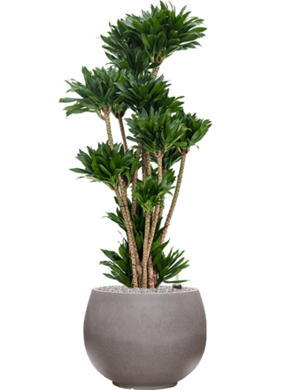 Plant arrangement "Dracaena fragrans & Rotunda" Ø 60 x 140-150 cm