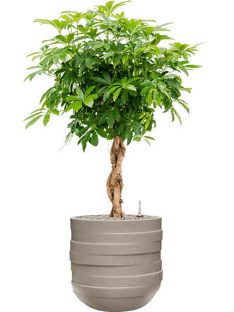 Pflanzen Arrangement „Schefflera arboricola & Circulum Natural“ Ø 60 x 120-130 cm