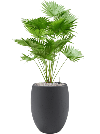 Pflanzen Arrangement „Livistonia rotundifolia & Grigio“ Ø 70 x 120-130 cm