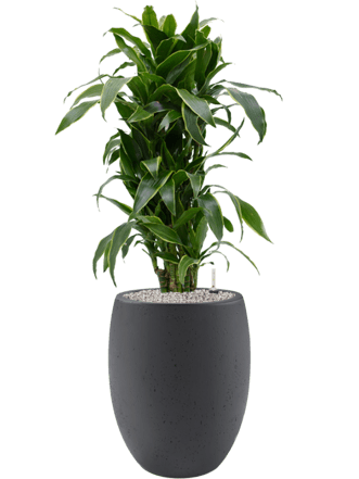Pflanzen Arrangement „Dracaena fragrans & Grigio“ Ø 60 x 120-130 cm