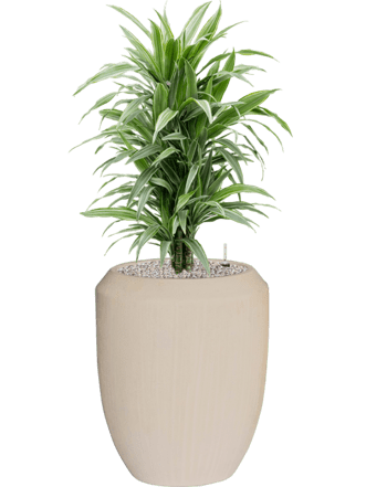 Plant arrangement "Dracaena deremensis & Polystone Coated" Ø 45 x 110-120 cm