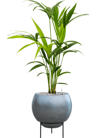 Pflanzen Arrangement „Kentia Howea forsteriana & Metallic Silver Leaf“ Ø 40 x 90-100 cm