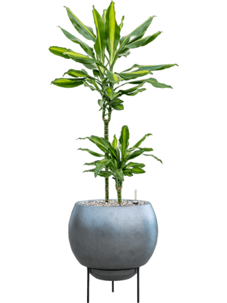 Pflanzen Arrangement „Dracaena fragrans & Metallic Silver Leaf“ Ø 35 x 90-100 cm