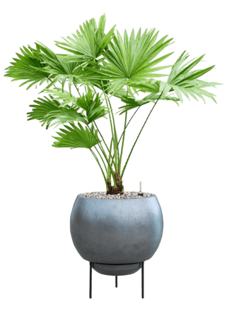Pflanzen Arrangement „Livistonia rotundifolia & Metallic Silver Leaf“ Ø 55 x 80-90 cm