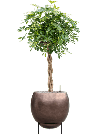 Pflanzen Arrangement „Schefflera arboricola & Baq Metallic“ Ø 50 x 130-140 cm