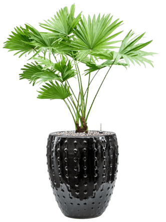 Plantes Arrangement "Livistonia rotundifolia & Laos" Noir, Ø 55 x 80-90 cm