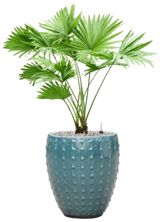 Pflanzen Arrangement „Livistonia rotundifolia & Laos“ Ocean Blue, Ø 55 x 80-90 cm