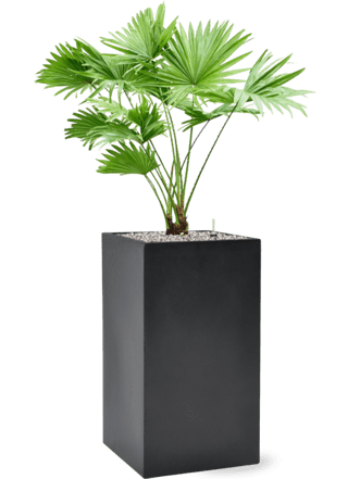 Pflanzen Arrangement „Livistonia rotundifolia & Baq Basic“ Ø 55 x 100-110 cm