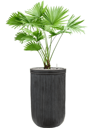 Pflanzen Arrangement „Livistonia rotundifolia & Baq Vertcal Rib“ Ø 55 x 90-100 cm