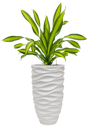 Pflanzen Arrangement „Dracaena fragrans & Luxe Life Glossy Sea“ Ø 50 x 120-130 cm