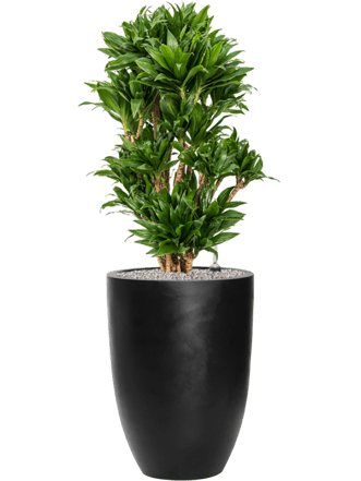 Plantes Arrangement "Dracaena fragrans & Firestone" Ø 50 x 120-130 cm