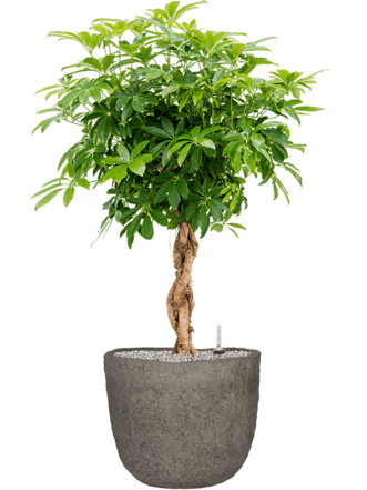 Pflanzen Arrangement „Schefflera arboricola & Mountain“ Ø 60 x 120-130 cm