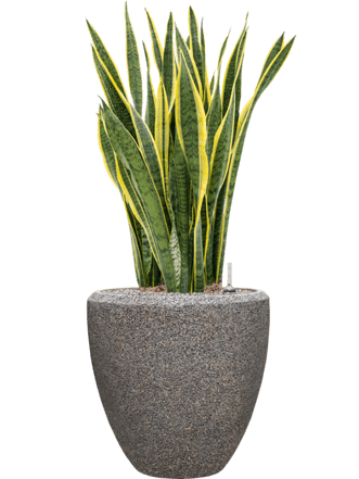 Pflanzen Arrangement „Sansevieria trifasciata & Baq Naturescast“ Ø 45 x 120-130 cm