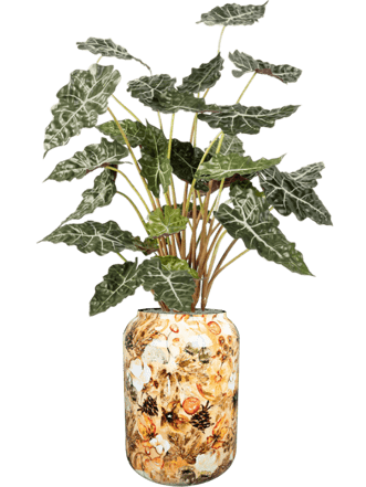 Pflanzen Arrangement „Alocasia in Designed By Lammie Cream“ Ø 46/ Höhe 160-170 cm