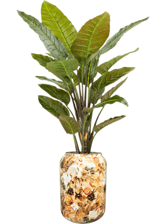 Pflanzen Arrangement „Strelitzia in Designed By Lammie Cream“ Ø 46/ Höhe 190-200 cm