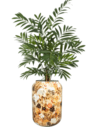 Pflanzen Arrangement „Parlour in Designed By Lammie Cream“ Ø 46/ Höhe 160-170 cm
