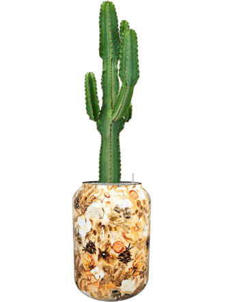 Pflanzen Arrangement „Euphorbia ingens & Designed By Lammie“ Cream, Ø 46 x 150-160 cm