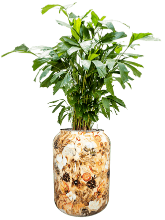 Pflanzen Arrangement „Caryota mitis & Designed By Lammie“ Cream, Ø 46 x 140-150 cm