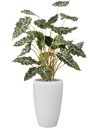 Pflanzen Arrangement „Alocasia in Baq Vogue Amfi“ Ø 43/ Höhe 170-180 cm