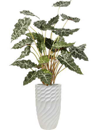Pflanzen Arrangement „Alocasia in Baq Luxe Lite Glossy Breaker“ Ø 36/ Höhe 160-170 cm