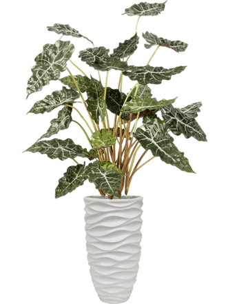 Pflanzen Arrangement „Alocasia in Baq Luxe Lite Glossy Sea“ Ø 33/ Höhe 160-170 cm