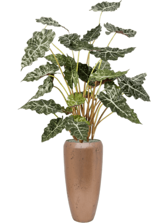 Plant arrangement "Alocasia in Baq Opus Raw Gold" Ø 31/ height 170-180 cm