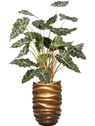 Pflanzen Arrangement „Alocasia in Baq Gradient Lee Gold“ Ø 40/ Höhe 160-170 cm