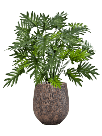 Pflanzen Arrangement „Philodendron in Baq Opus Hit Gold“ Ø 38/ Höhe 100-110 cm