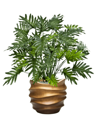 Pflanzen Arrangement „Philodendron in Baq Gradient Lee Gold“ Ø 41/ Höhe 100-110 cm