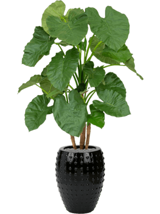 Pflanzen Arrangement „Alocasia in Laos Black“ Ø 44/ Höhe 170-180 cm