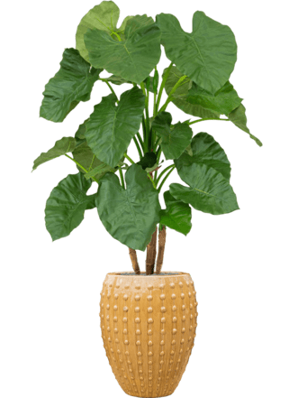 Pflanzen Arrangement „Alocasia in Laos Ocker“ Ø 44/ Höhe 170-180 cm
