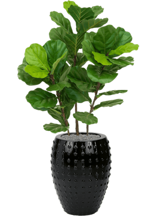 Plant arrangement "Fiddle Tree in Laos Black" Ø 44/ height 140-150 cm