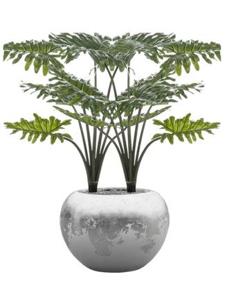 Pflanzen Arrangement „ Philodendron in Baq Luxe Lite Glossy Silver“ Ø 45/ Höhe 90-100 cm