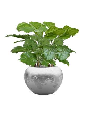 Pflanzen Arrangement „Tetrastigma Voinierianum in Baq Luxe Lite Glossy Silver“ Ø 45/ Höhe 70-80 cm