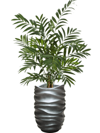 Pflanzen Arrangement „Parlour in Baq Gradient Lee Grey“ Ø 40/ Höhe 160-170 cm