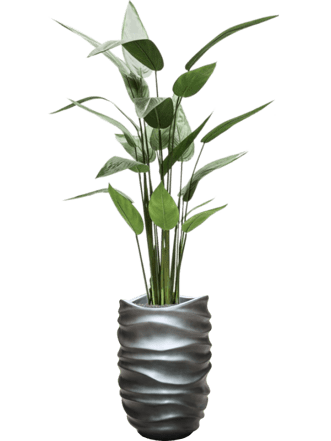 Pflanzen Arrangement „Heliconia in Baq Gradient Lee Grey“ Ø 40/ Höhe 180-190 cm