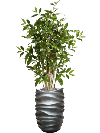Plant arrangement "Dracaena Surculosa in Baq Gradient Lee Grey" Ø 40/ height 170-180 cm