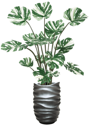 Plant arrangement "Monstera Deliciosa in Baq Gradient Lee Grey" Ø 40/ height 170-180 cm