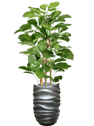 Pflanzen Arrangement „Tetrastigma Voinierianum in Baq Gradient Lee Grey“ Ø 40/ Höhe 170-180 cm