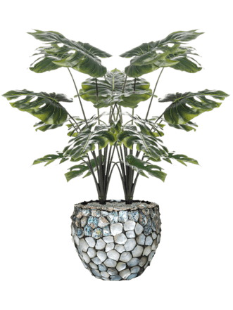 Pflanzen Arrangement „Monstera in Oceana Pearl Abalone“ Ø 42/ Höhe 110-120 cm