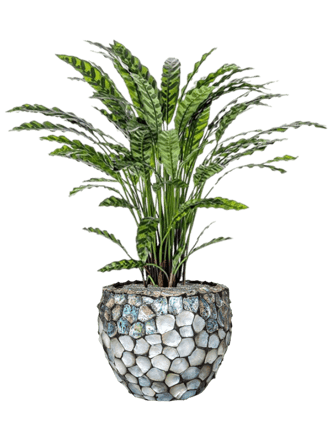 Pflanzen Arrangement „Calathea in Oceana Pearl Abalone“ Ø 42/ Höhe 110-120 cm