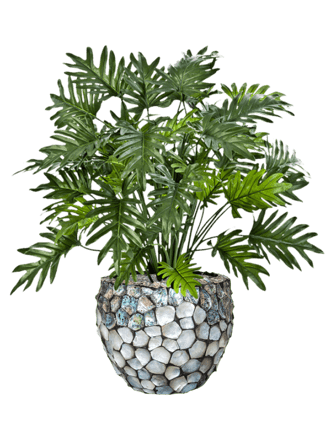Pflanzen Arrangement „Philodendron in Oceana Pearl Abalone“ Ø 42/ Höhe 100-110 cm