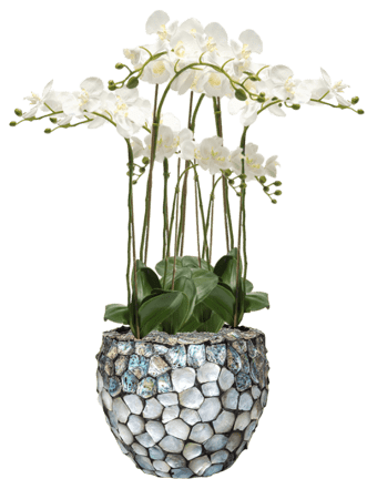 Pflanzen Arrangement „Phalaenopsis in Oceana Pearl Abalone“ Ø 42/ Höhe 110-120 cm