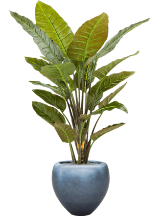 Pflanzen Arrangement „Strelitzia in Silver Leaf Metallic“ Ø 50/ Höhe 170-180 cm