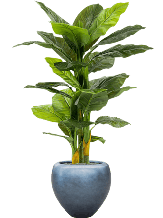 Pflanzen Arrangement „Spathiphyllum in Silver Leaf Metallic“ Ø 50/ Höhe 160-170 cm