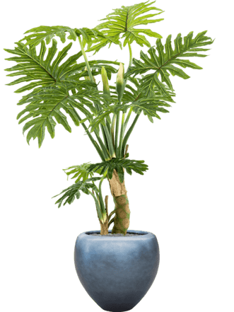 Pflanzen Arrangement „Philodendron in Silver Leaf Metallic“ Ø 50/ Höhe 160-170 cm