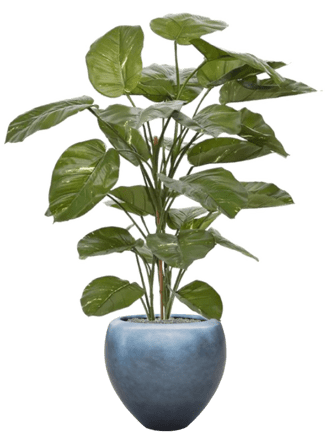 Pflanzen Arrangement „Scindapsus Aureum in Silver Leaf Metallic“ Ø 50/ Höhe 160-170 cm