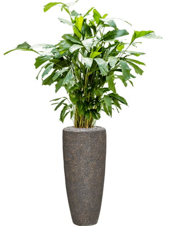 Pflanzen Arrangement „Caryota mitis & Baq Naturescast“ Ø 45 x 150-160 cm