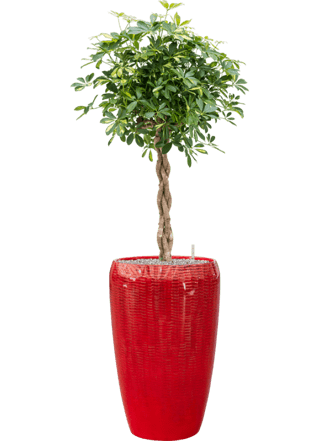 Pflanzen Arrangement „Schefflera arboricola & Vogue Amfi“ Rot, Ø 50 x 160-170 cm