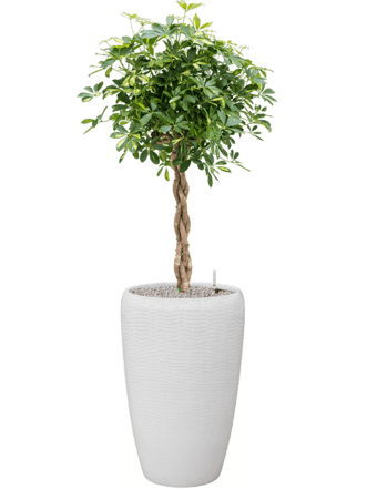 Pflanzen Arrangement „Schefflera arboricola & Vogue Amfi“ Weiss, Ø 50 x 160-170 cm
